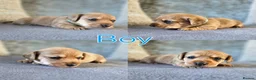 Mixed Breed dogs for sale: 7 Stunning Dorkie Puppies - Advert 24