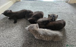 British Longhair cats for sale: 5 beautiful fluffy kittens – 4 girls, 1 boy - Image 4