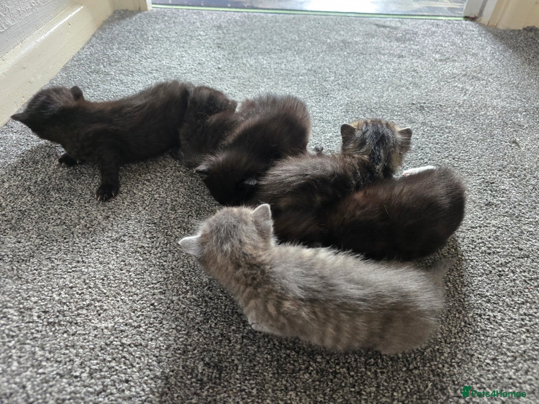 British Longhair cats for sale: 5 beautiful fluffy kittens – 4 girls, 1 boy - Image 4