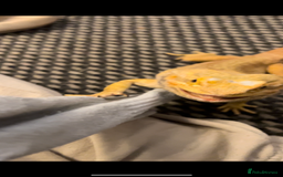 Bearded Dragon reptiles for sale: Male bearded dragon  - Image 10