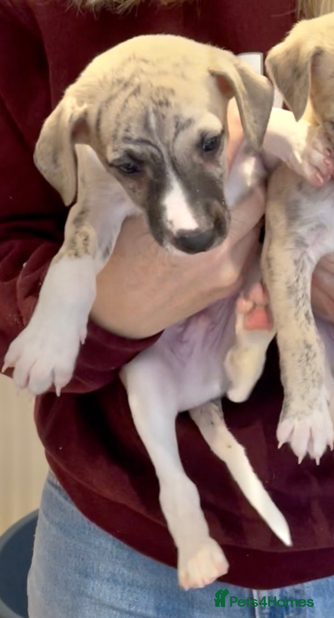 Whippet dogs for sale: AVAILABLE Kc reg healthy, sweet, gentle whippets - Advert 33
