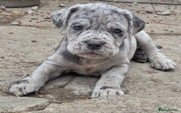 Cane Corso dogs for sale: Look 👀 absolutely stunning cane corso. - Image 4