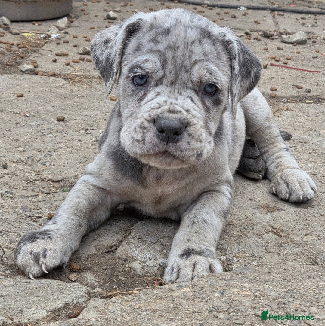 Cane Corso dogs for sale: Look 👀 absolutely stunning cane corso. - Image 4