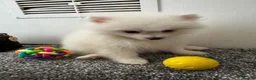 Pomeranian dogs for sale: Mini Pomaranian  in Basildon - Advert 4