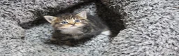 Mixed Breed cats for sale: Beautiful kittens, mixed Breed. - Advert 14