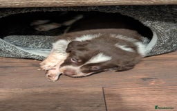 Border Collie dogs for sale: Collie mix puppies looking for their families! - Image 26