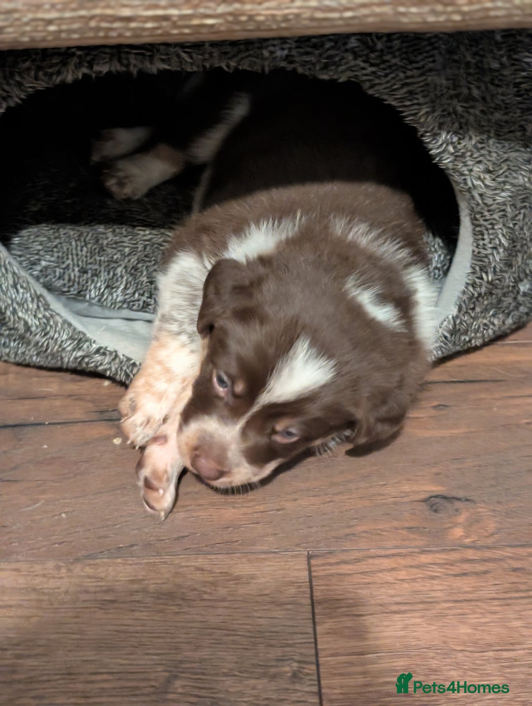 Border Collie dogs for sale: Collie mix puppies looking for their families! - Image 26