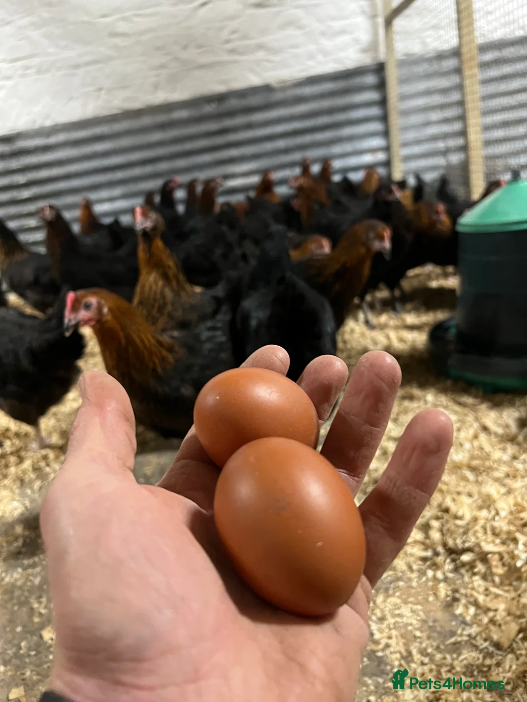 Chickens poultry for sale: Point of Lay coloured egg layers - Advert 1