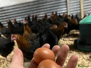 Chickens poultry Point of Lay coloured egg layers - Advert 1