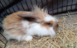 Mini Lion Lop rabbits for sale: 3 boys 1 girl mini lion lop - Image 11