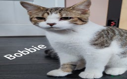 British Shorthair cats for sale: AVAILABLE - STUNNING BSH BOY - READY TO LEAVE - Image 4
