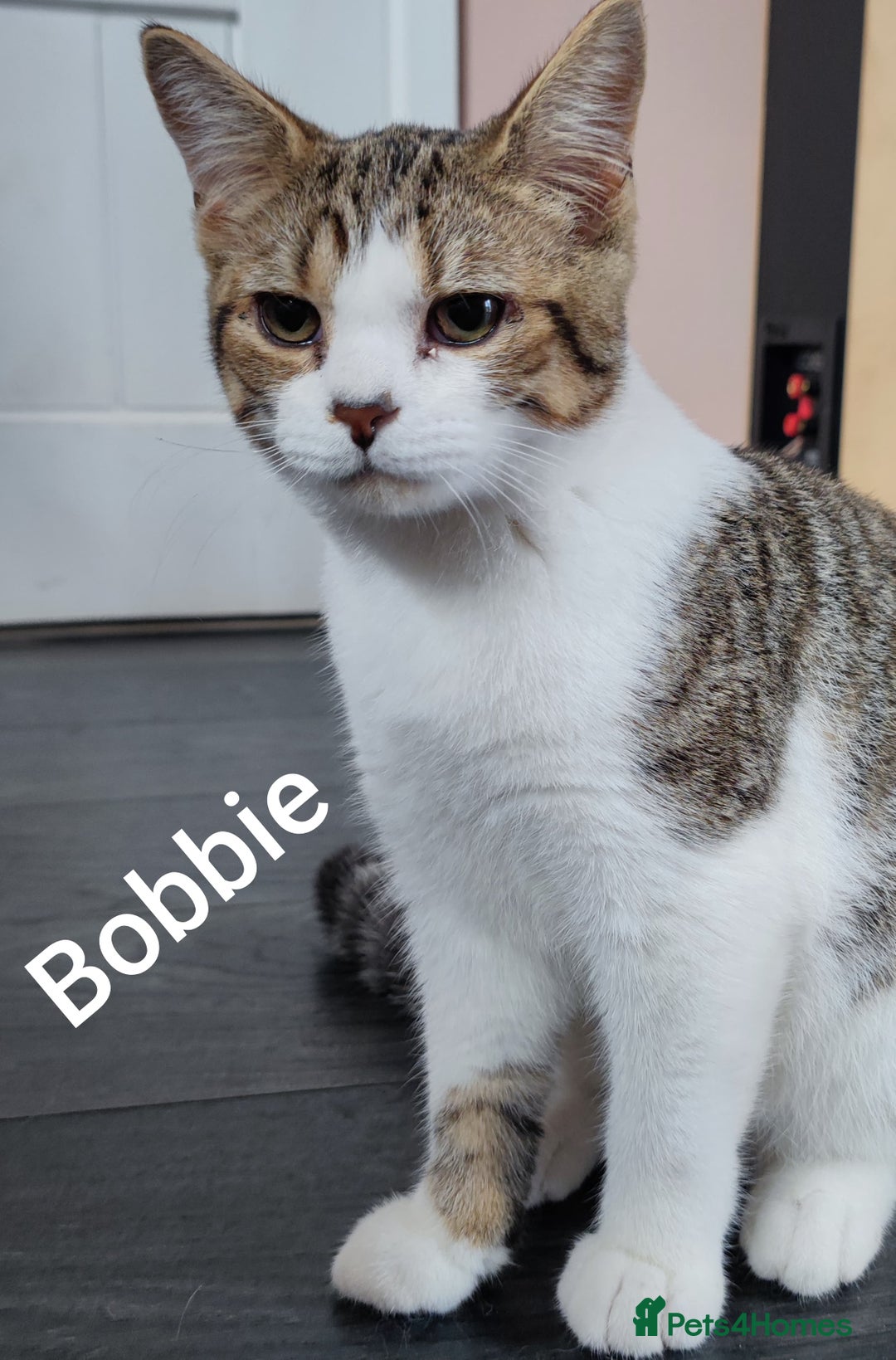 British Shorthair cats for sale: AVAILABLE - STUNNING BSH BOY - READY TO LEAVE - Image 4