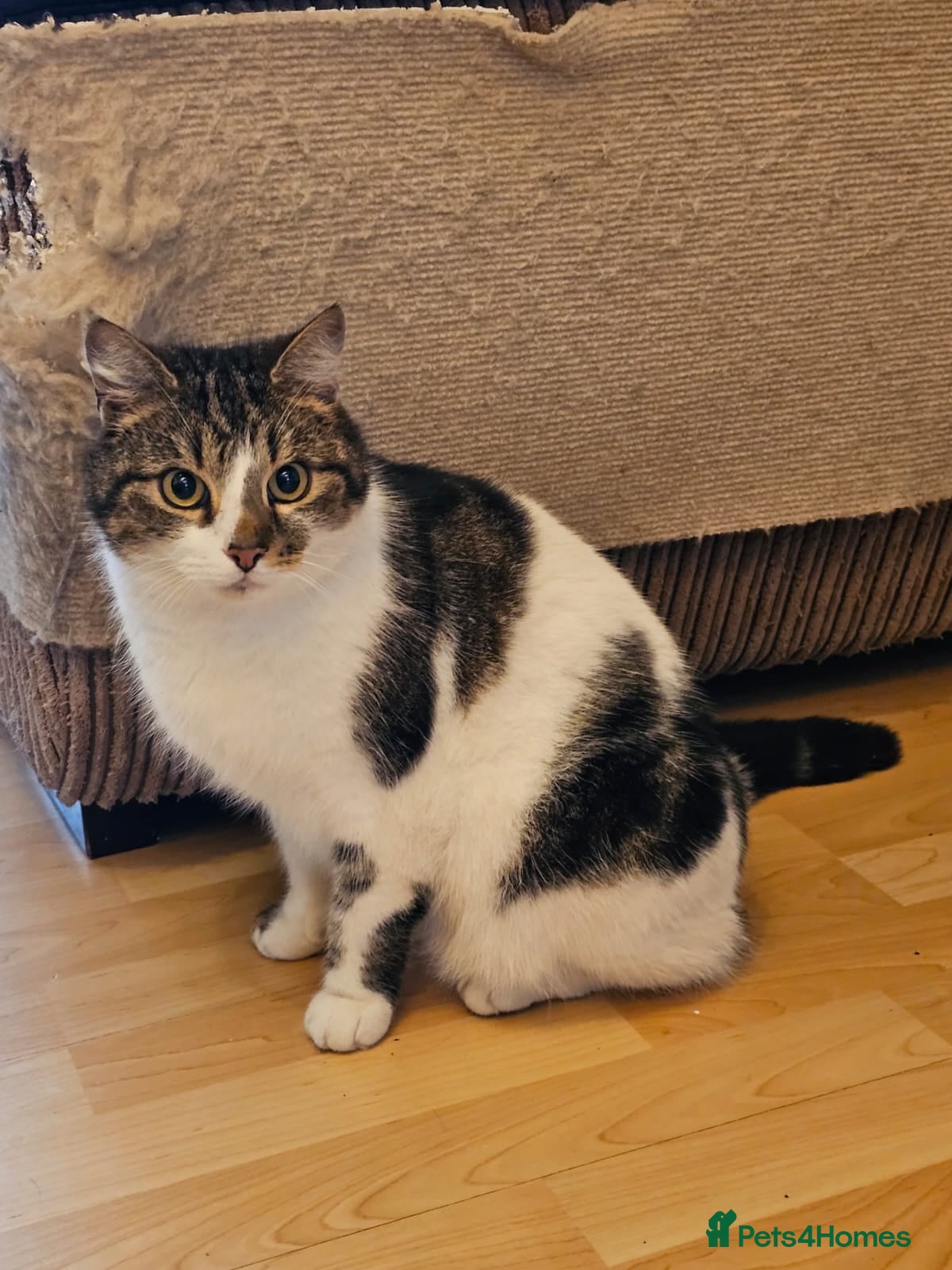 Mixed Breed cats 3 legged rescue cat Spot is held back by nothing - Advert 1