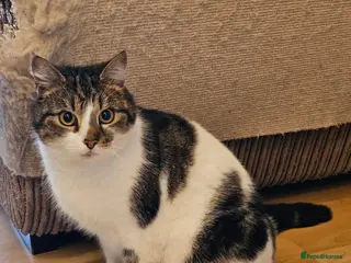 Mixed Breed cats 3 legged rescue cat Spot is held back by nothing - Advert 1