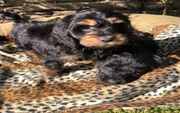 Cockapoo dogs for sale: Beautiful cockapoo f1 puppies - Image 8