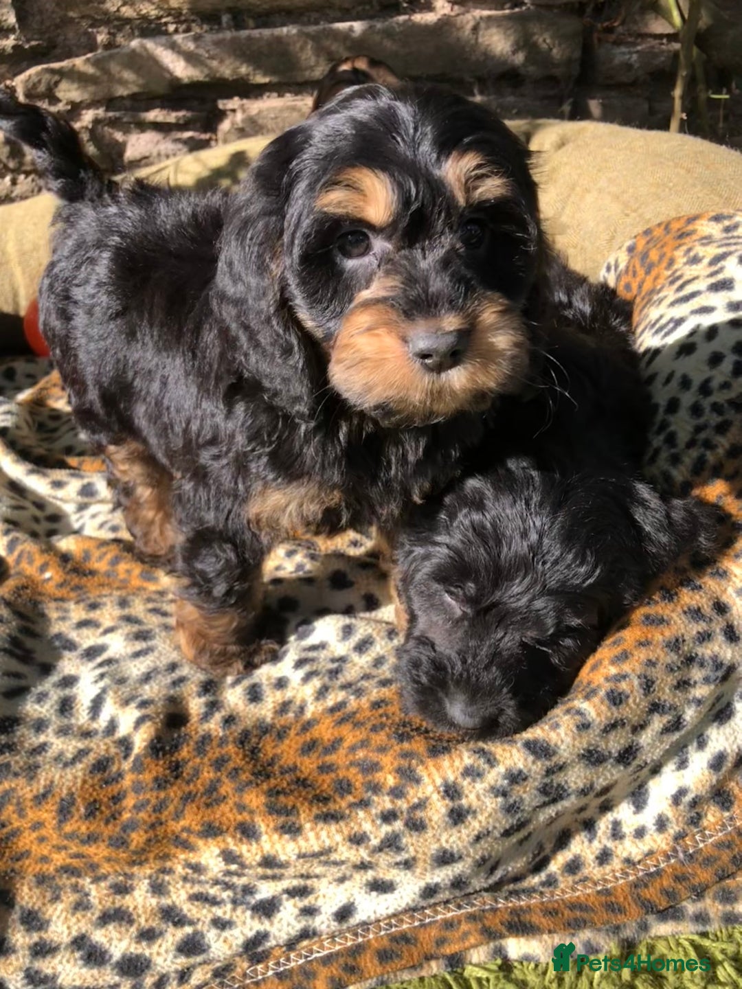 Cockapoo dogs for sale: Beautiful cockapoo f1 puppies - Image 8