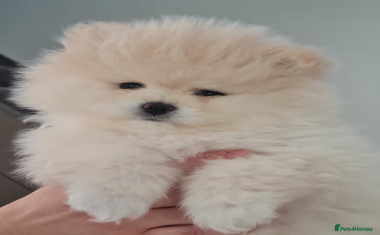 Pomeranian dogs in Basildon - Advert 1