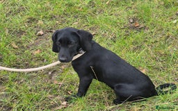 Mixed Breed dogs for adoption: Bella * Labrador x Cocker * 240799 - Image 1