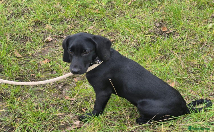 Mixed Breed dogs - Advert 3