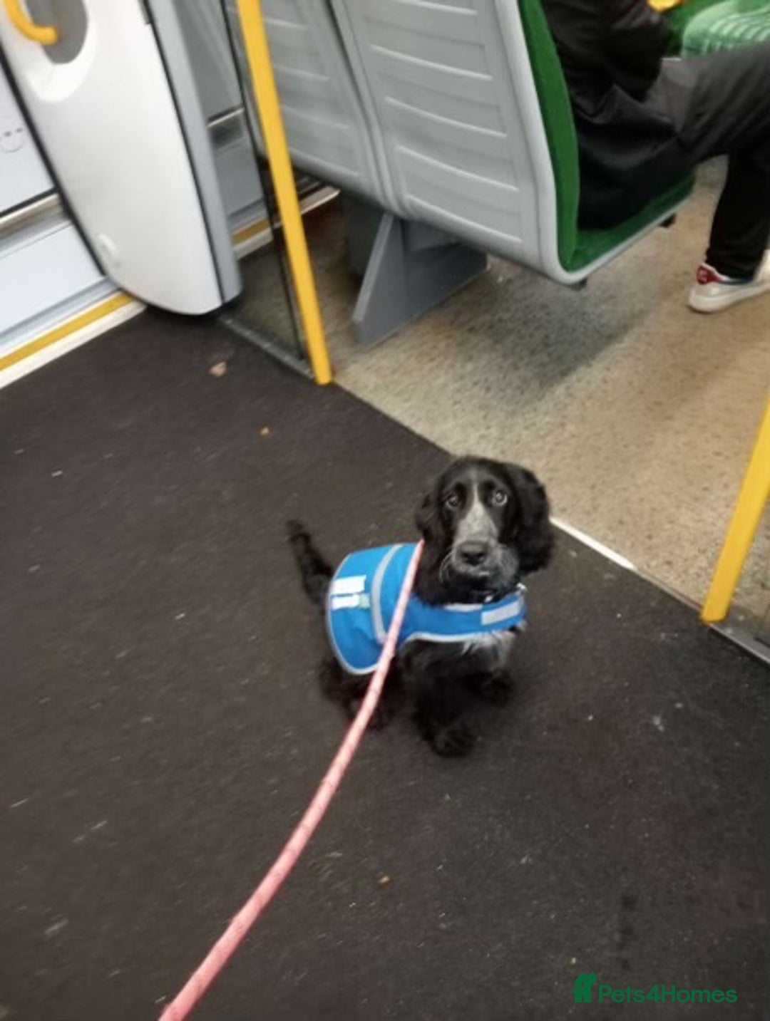 Cockapoo dogs for sale: 6-Month Cockapoo Puppy – Experienced Owner Only - Advert 5