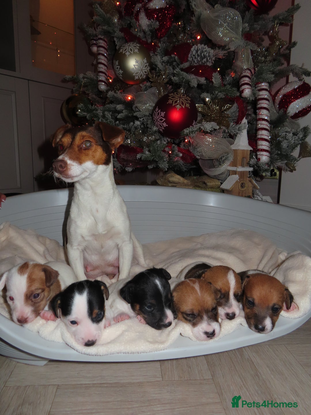 Jack Russell dogs for sale: 🐾 Traditional Jack Russel puppies 🐾 - Advert 2