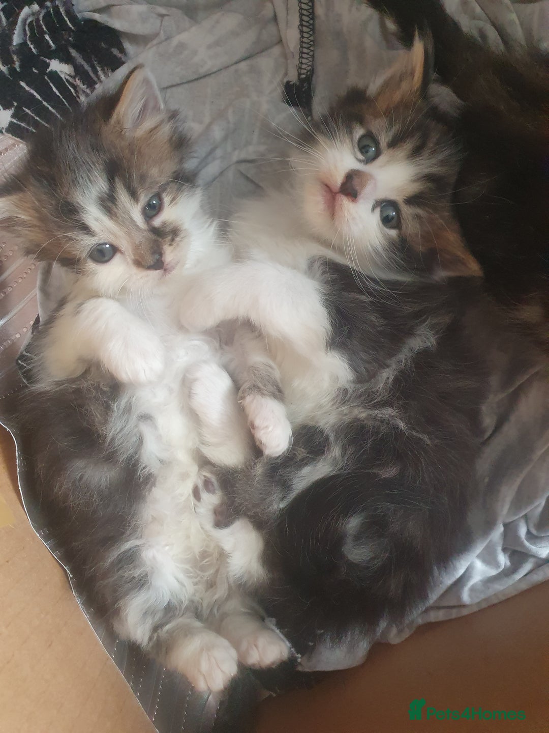 Mixed Breed cats for sale: Beautiful 3 kittens,born 20th August - Image 1