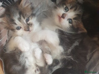 Mixed Breed cats - Advert 36