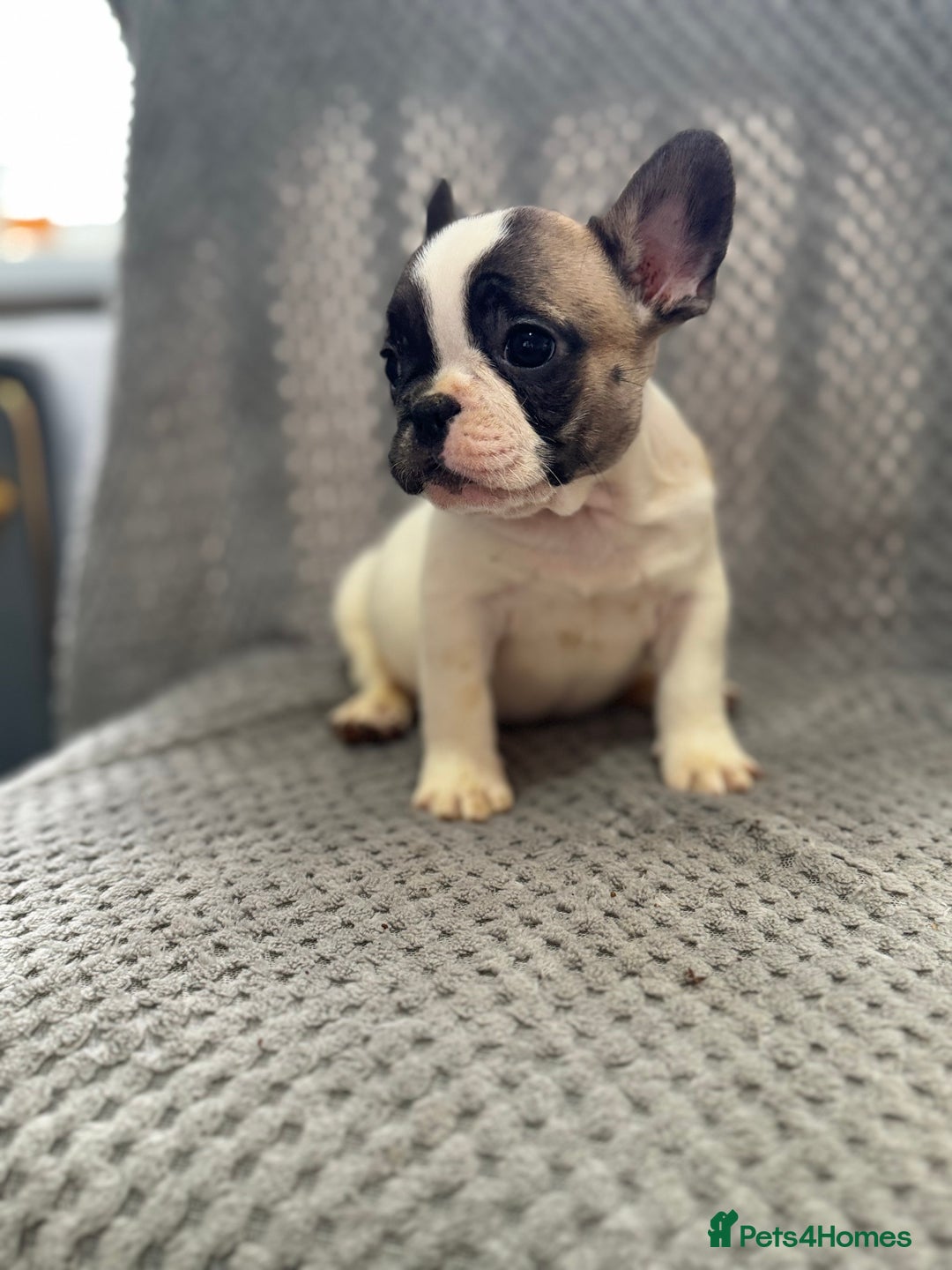 French Bulldog dogs for sale: FRENCH BULLDOG 🐶 - Advert 11