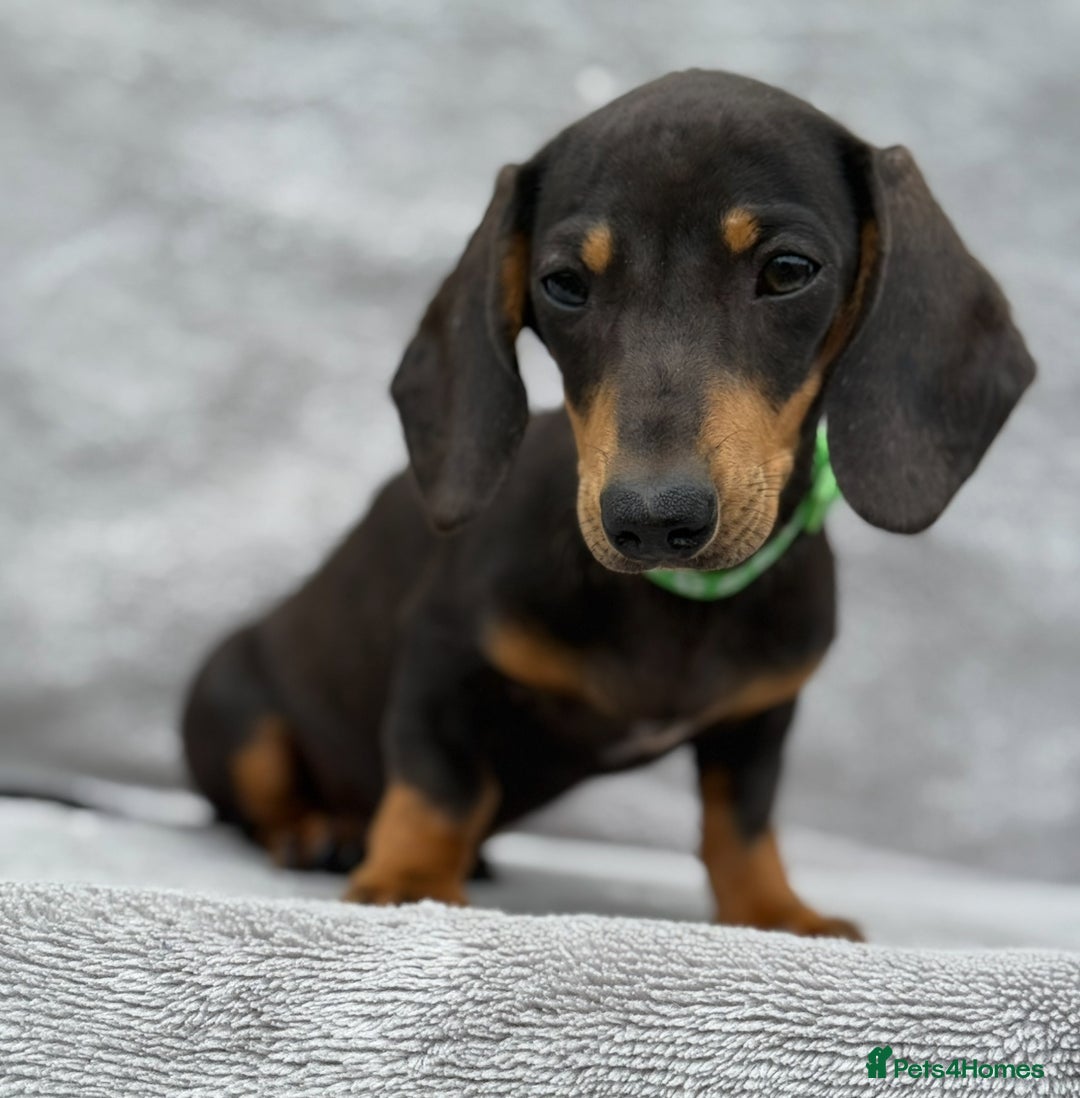 Miniature Dachshund dogs for sale: Kc Reg Miniature Dachshund Puppies  - Image 7