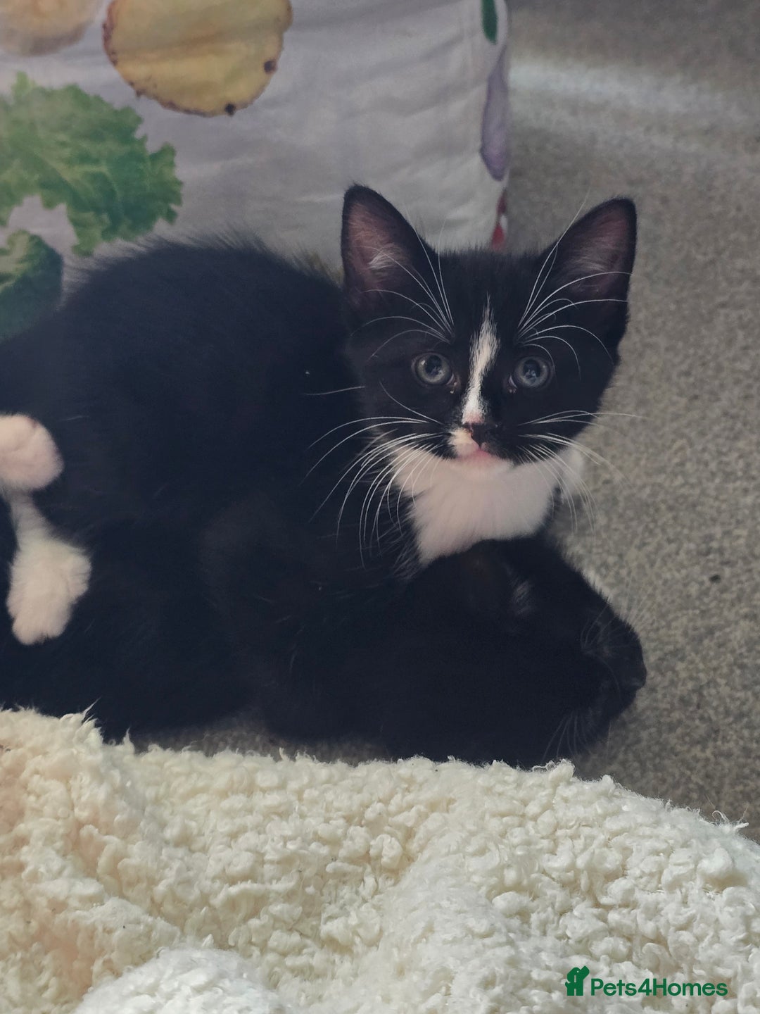 Mixed Breed cats for sale: Kittens looking for loving homes  - Advert 11