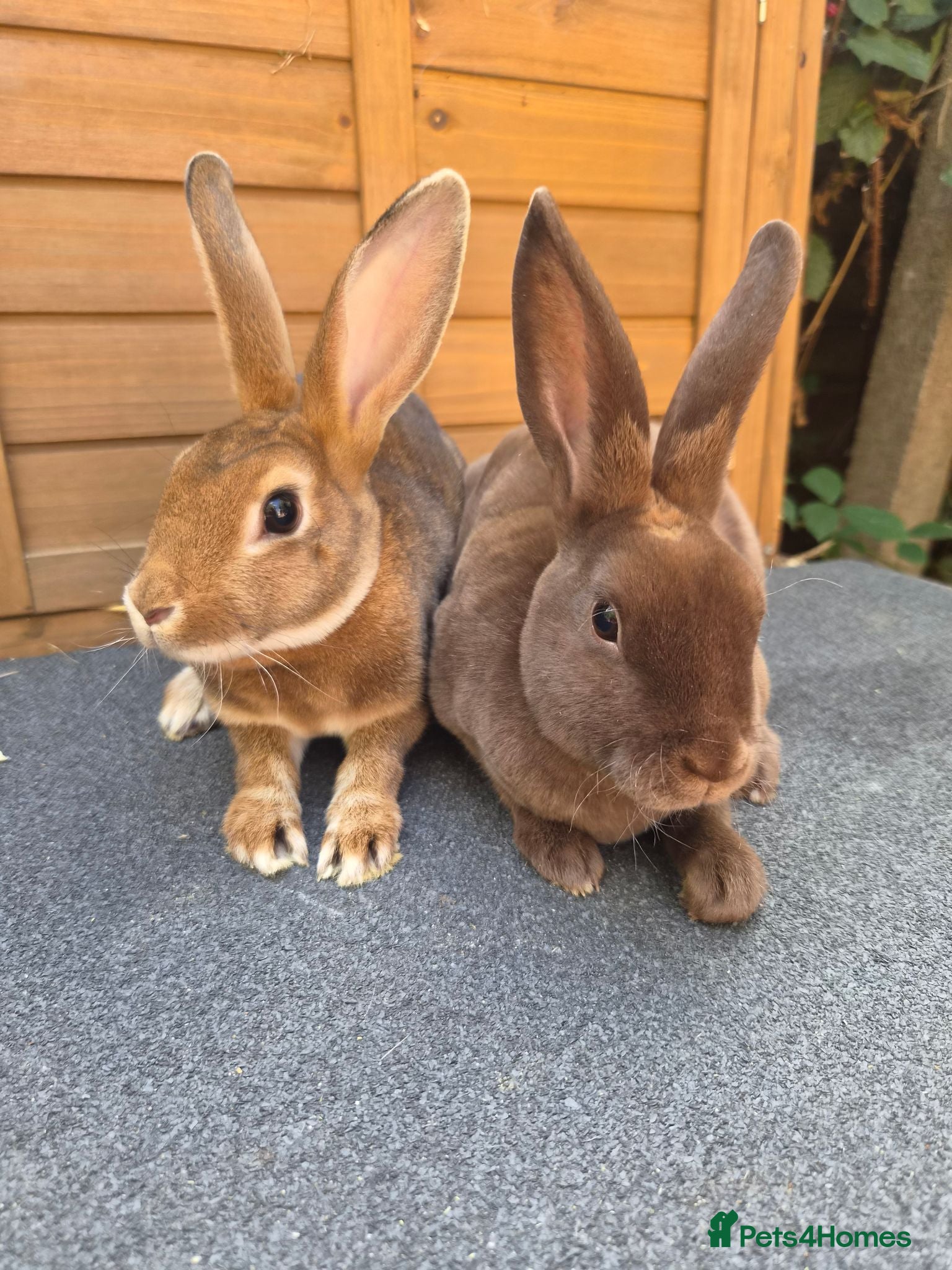 Rex rabbits Mini rex  - Advert 6