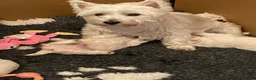 West Highland Terrier dogs for sale: Beautiful West Highlsnd White Terrier Puppies- - Advert 7