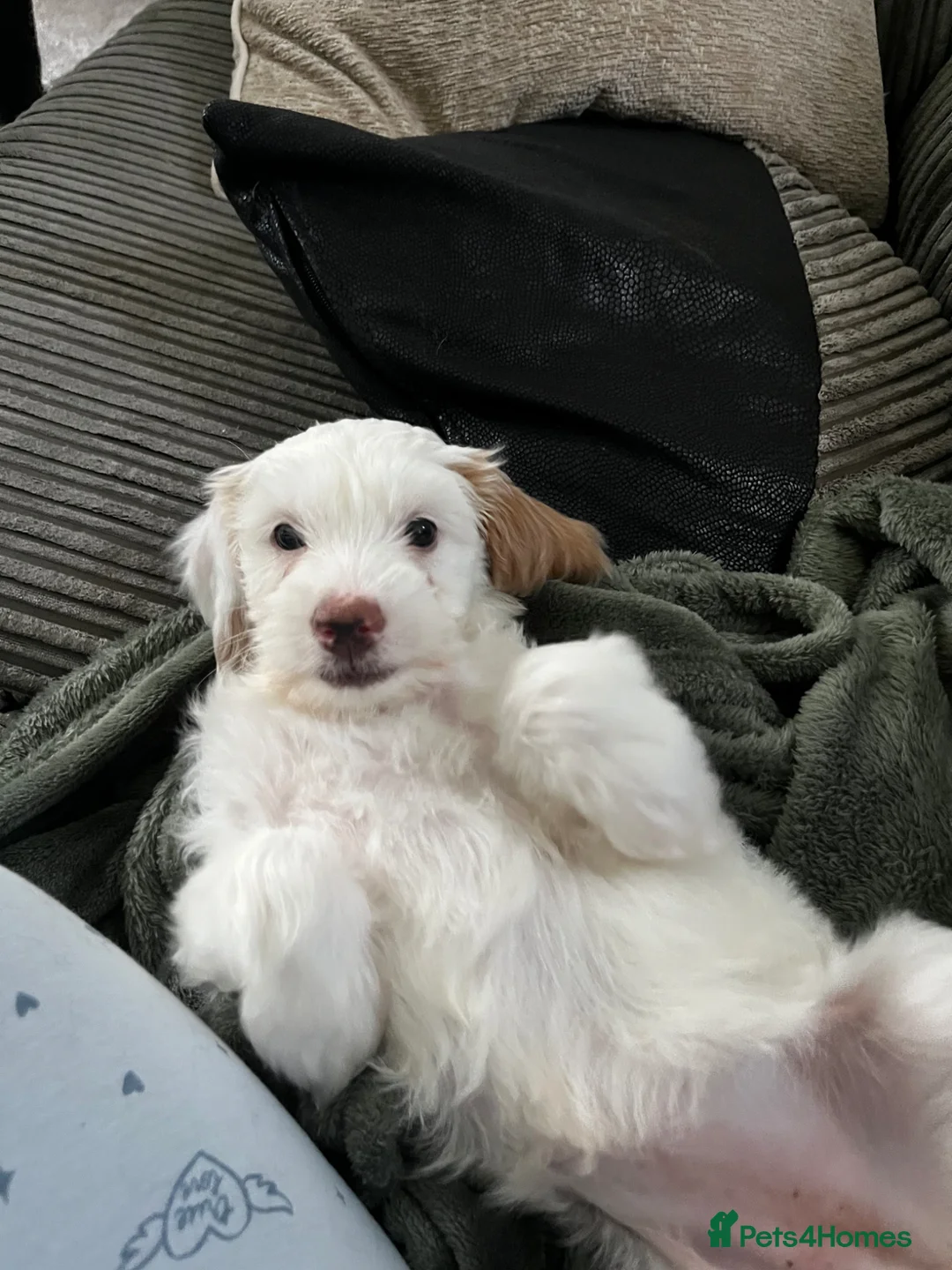 Cockapoo dogs for sale: Beautiful cockapoo puppy female  - Advert 2