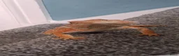 Bearded Dragon reptiles for sale: Bearded dragon in Lincoln - Advert 3