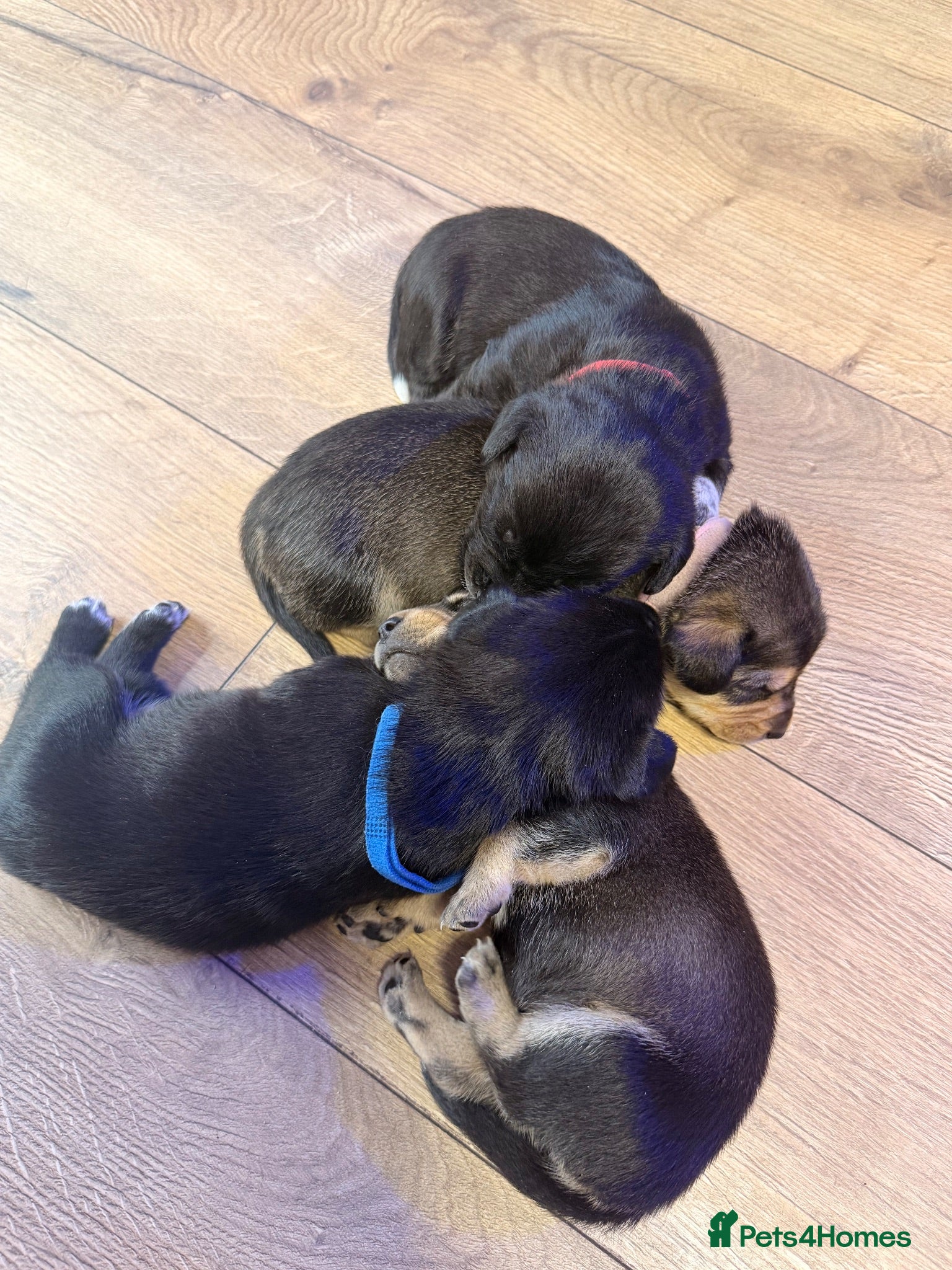 Mixed Breed dogs 🐾 ✨POMSKY X MINIATURE DACHSHUND PUPPIES ✨🐾 - Advert 2