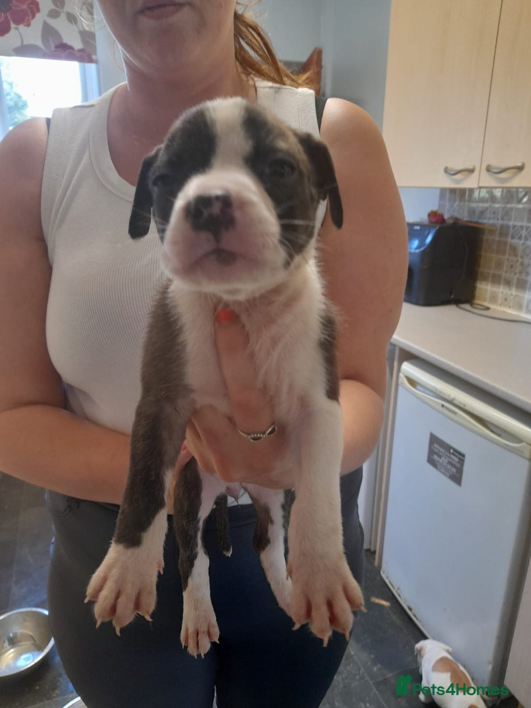 Mixed Breed dogs for sale: American bulldog cross  - Image 4