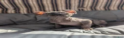 Sphynx cats for sale: Ready for reservation  - Advert 4
