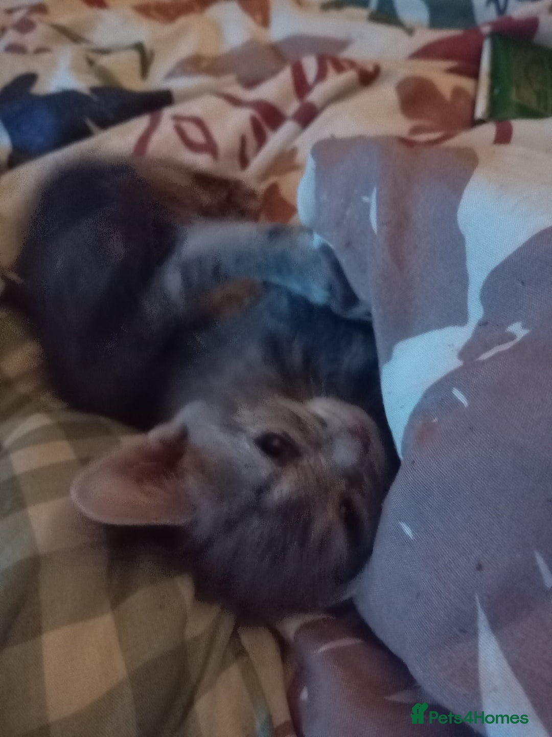 Mixed Breed cats for sale: 9 week old kittens  - Image 8