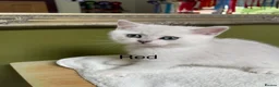British Shorthair cats for sale: BSH Silver/Black Tipped Boys GCCF Registered  - Advert 34