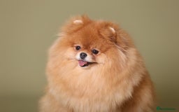 Pomeranian dogs for sale: Gorgeous sable Pom for rehome - Image 6