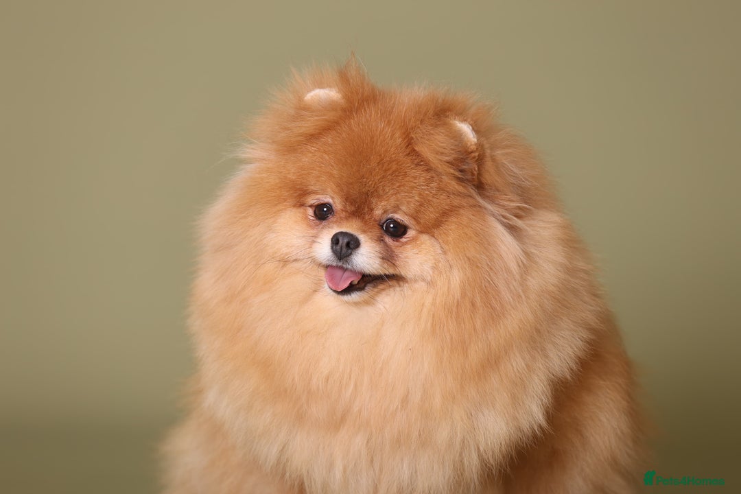 Pomeranian dogs for sale: Gorgeous sable Pom for rehome - Image 6