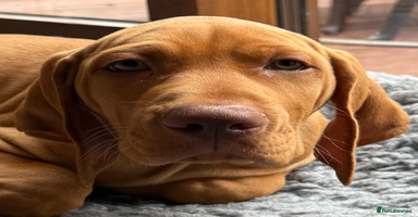 Hungarian Vizsla dogs in Thirsk - Advert 4