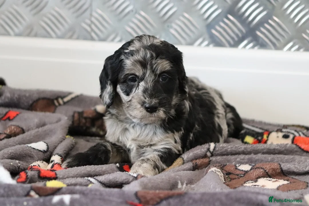 Cockapoo dogs for sale: F1 Cockapoo puppies for sale! - Advert 26