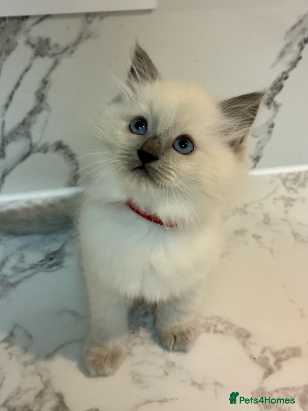 Ragdoll cats for sale: 🐾 1 Ragdoll Kitten (F) Left! - Parents GCCF 🐾 - Advert 32