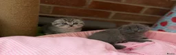 Scottish Fold cats for sale: 😊Tabby Scottish fold  - Advert 17