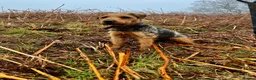 Lakeland Terrier dogs for sale: Lakeland pup - Advert 7