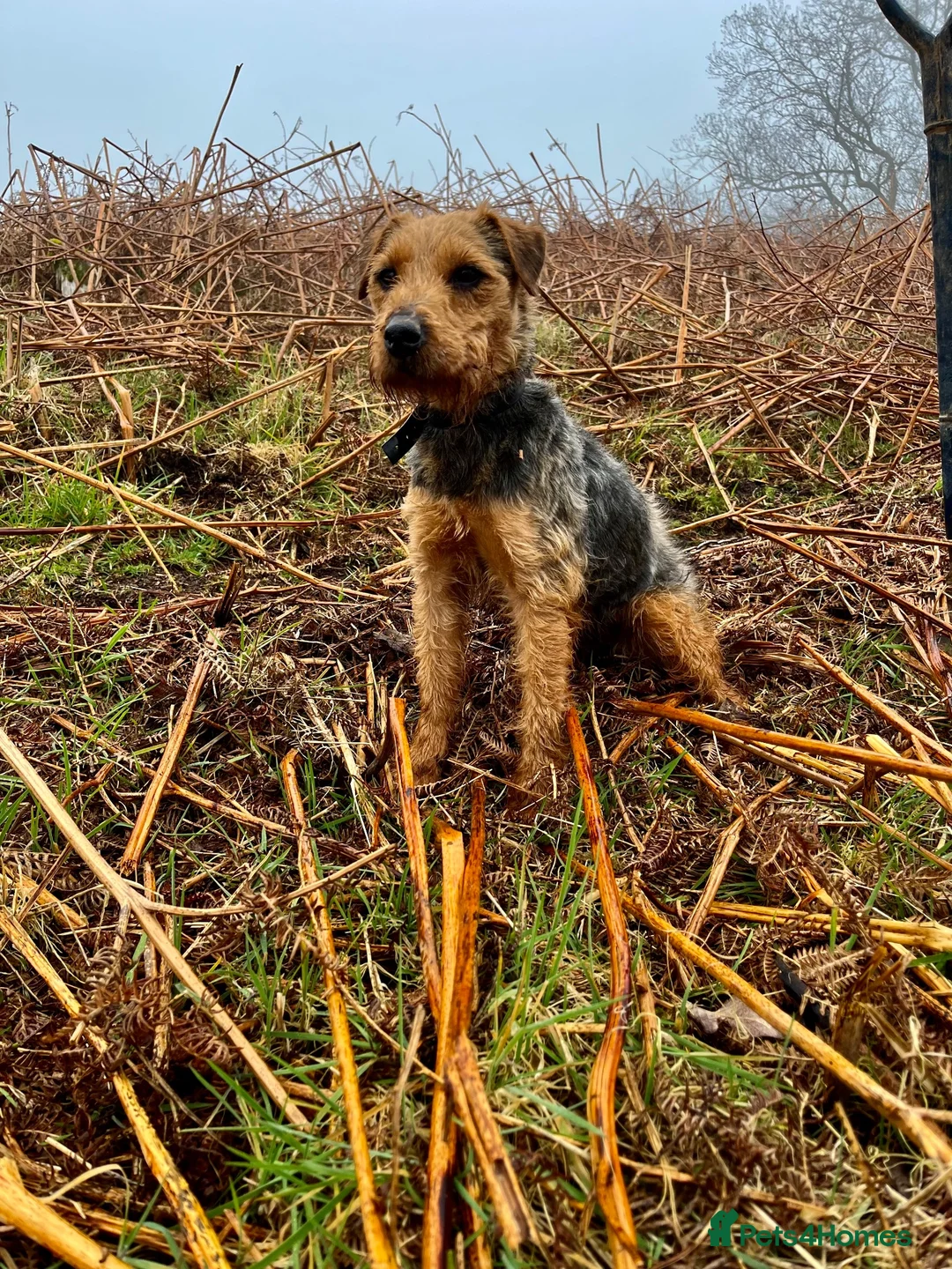 Lakeland Terrier dogs for sale: Lakeland pup - Advert 7