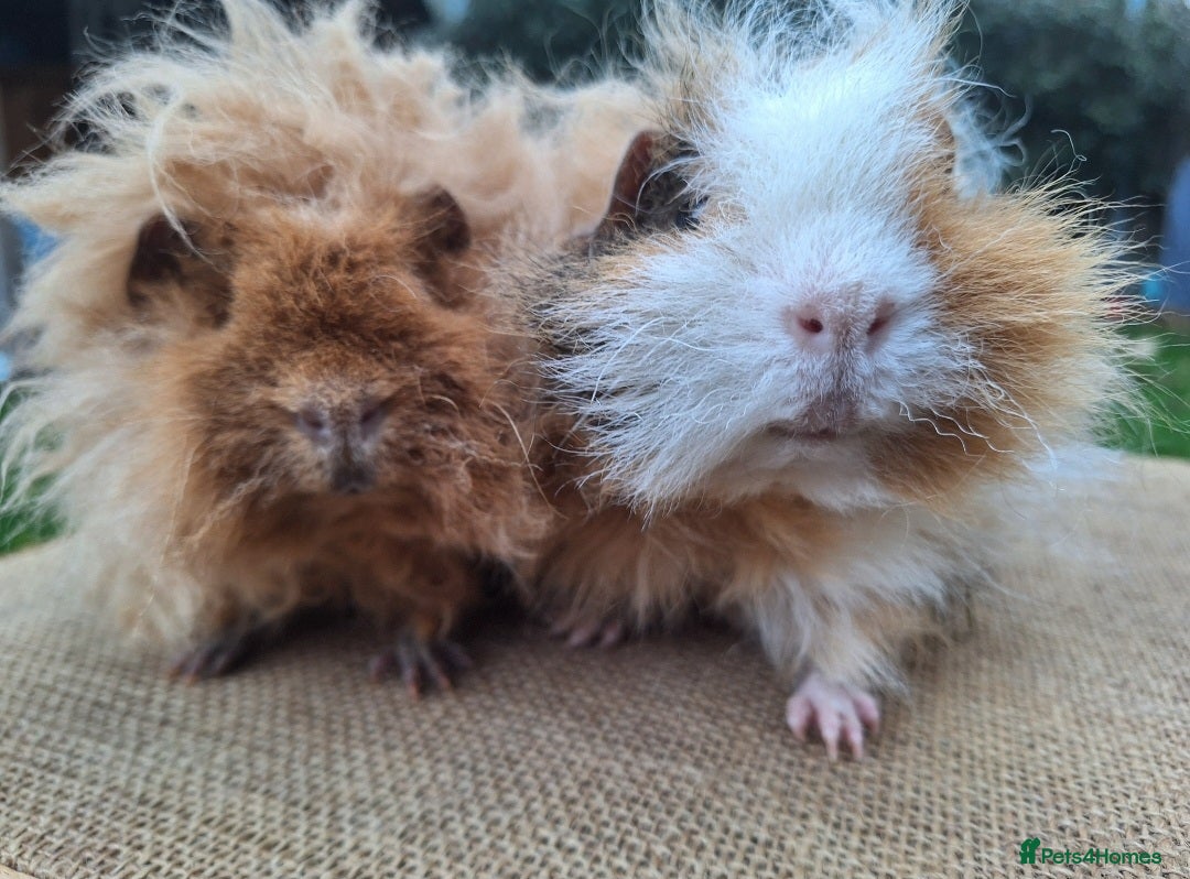 Guinea Pig rodents for sale: 2 super friendly male guinea pigs  - Image 3