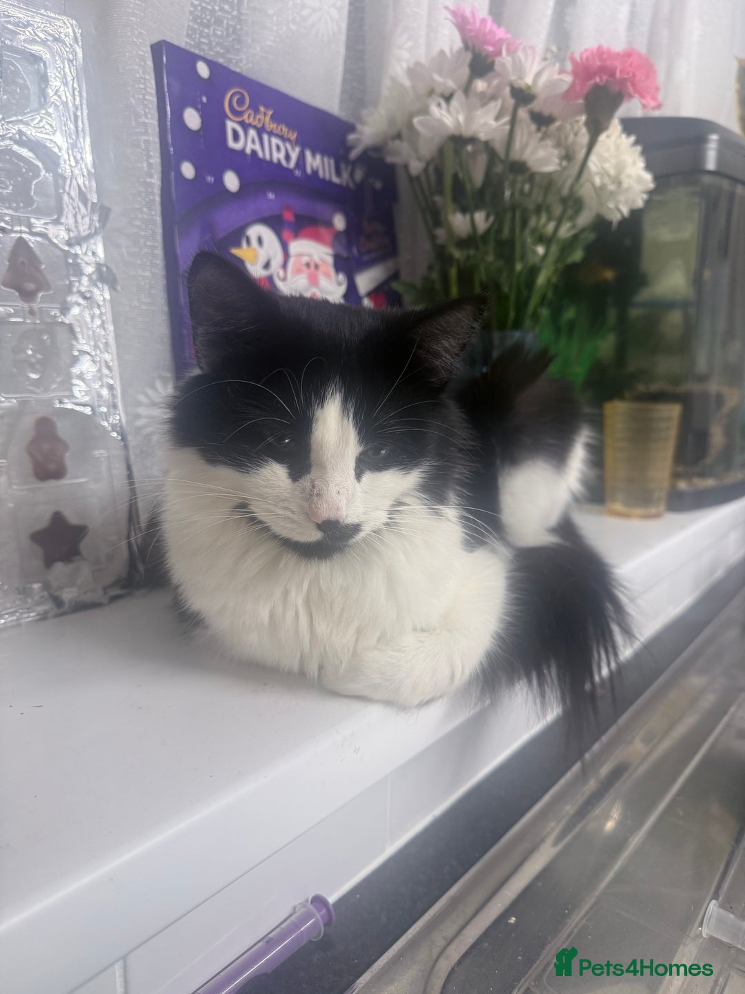 Mixed Breed cats for sale: Female cat very friendly - Advert 2