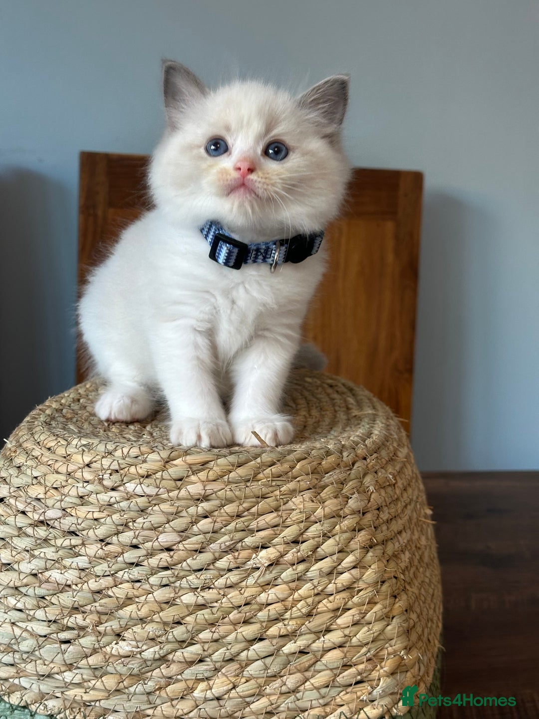 Ragdoll cats for sale: TICA Registered Ragdoll Kittens - Image 15